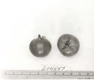 Click for 1 image(s) for this accession. FRUIT